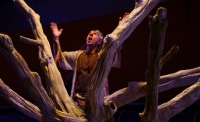 The tree, photo Rina Skeel